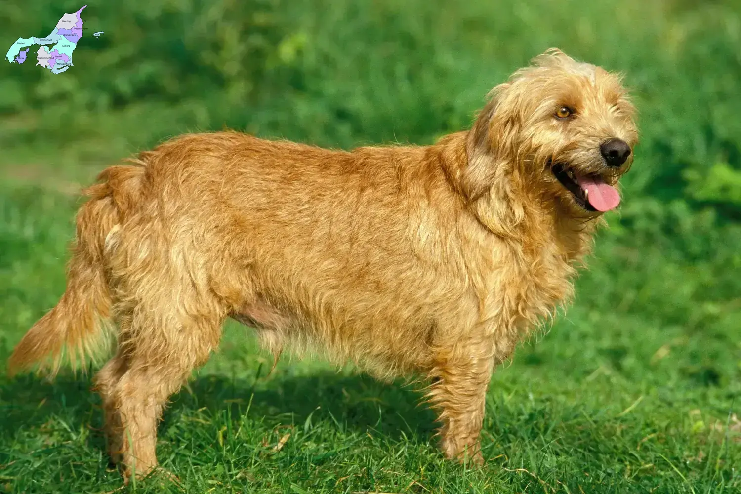 Read more about the article Basset fauve de Bretagne breeders and puppies in Nordjylland