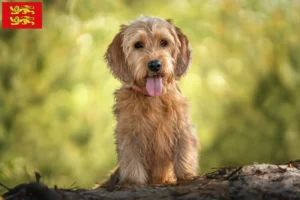 Read more about the article Basset fauve de Bretagne breeders and puppies in Normandy
