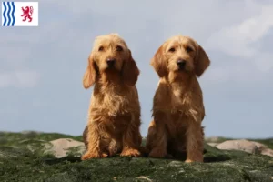 Read more about the article Basset fauve de Bretagne breeders and puppies in Nouvelle-Aquitaine
