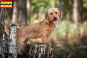 Read more about the article Basset fauve de Bretagne breeders and puppies in Overijssel