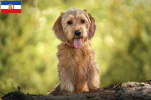 Read more about the article Basset fauve de Bretagne breeders and puppies in Schleswig-Holstein
