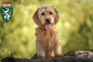 Read more about the article Basset fauve de Bretagne breeders and puppies in Styria
