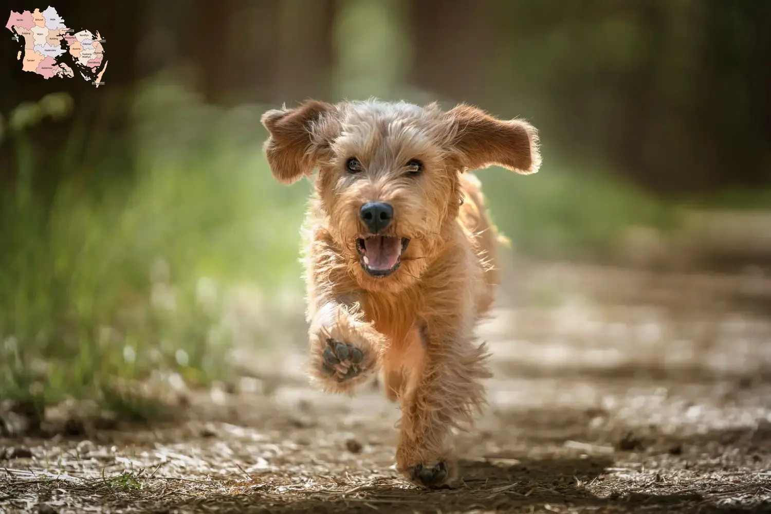 Read more about the article Basset fauve de Bretagne breeders and puppies in Syddanmark