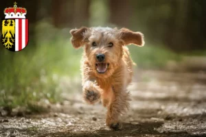 Read more about the article Basset fauve de Bretagne breeders and puppies in Upper Austria