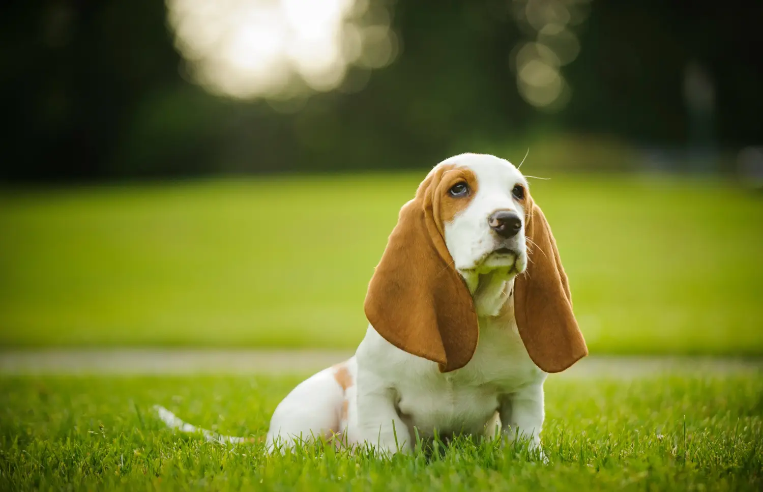 Buying a Basset Hound puppy means taking responsibility! Buy Basset Hound puppies.