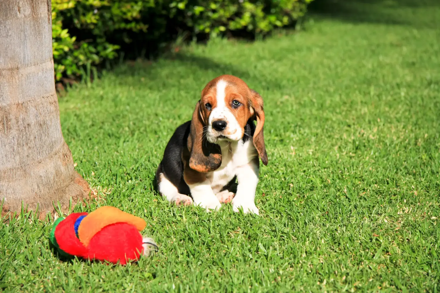 Buying a Basset Hound puppy means taking responsibility! Buy Basset Hound puppies.
