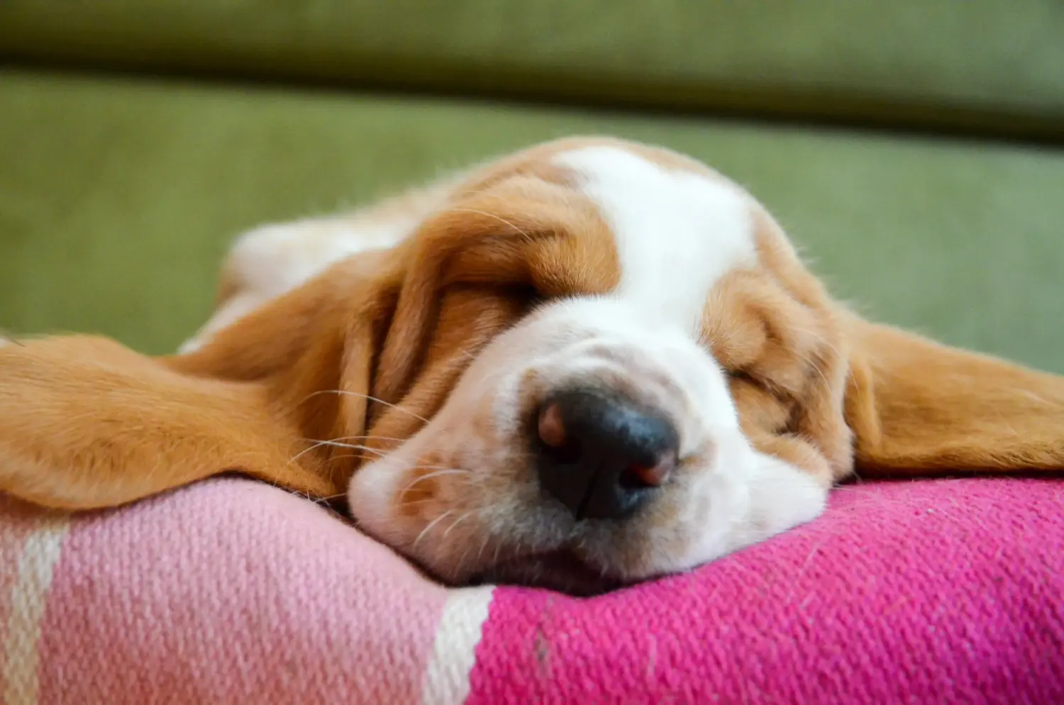 Buying a Basset Hound puppy means taking responsibility! Buy Basset Hound puppies.