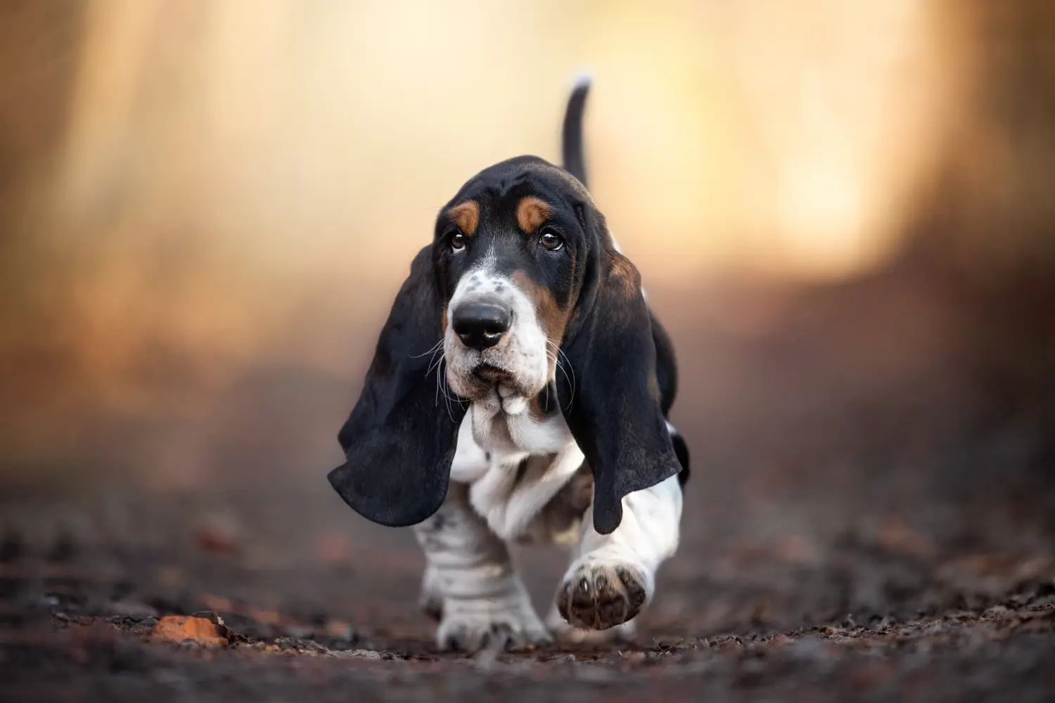 Buying a Basset Hound puppy means taking responsibility! Buy Basset Hound puppies.