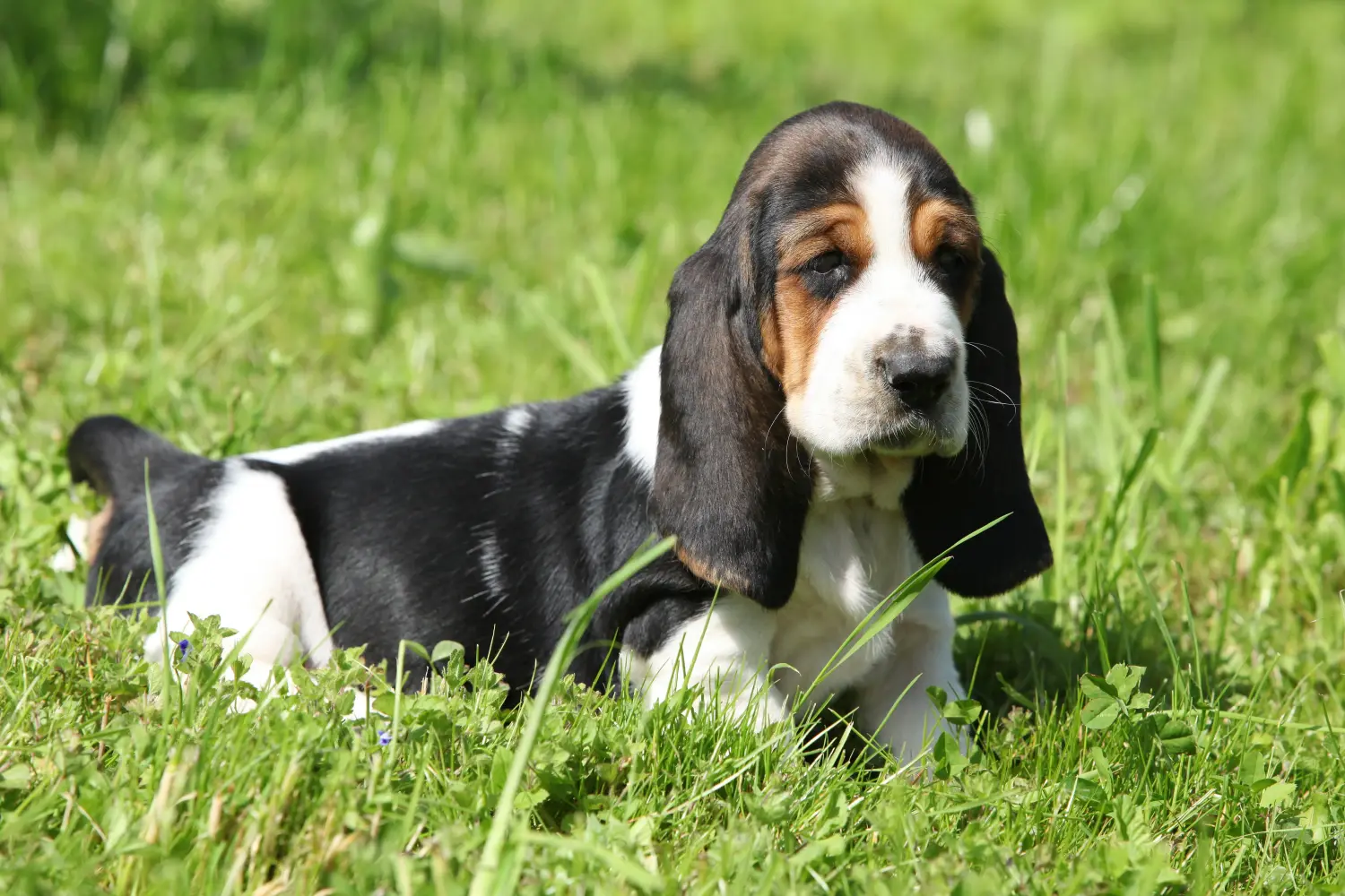 Buying a Basset Hound puppy means taking responsibility! Buy Basset Hound puppies.