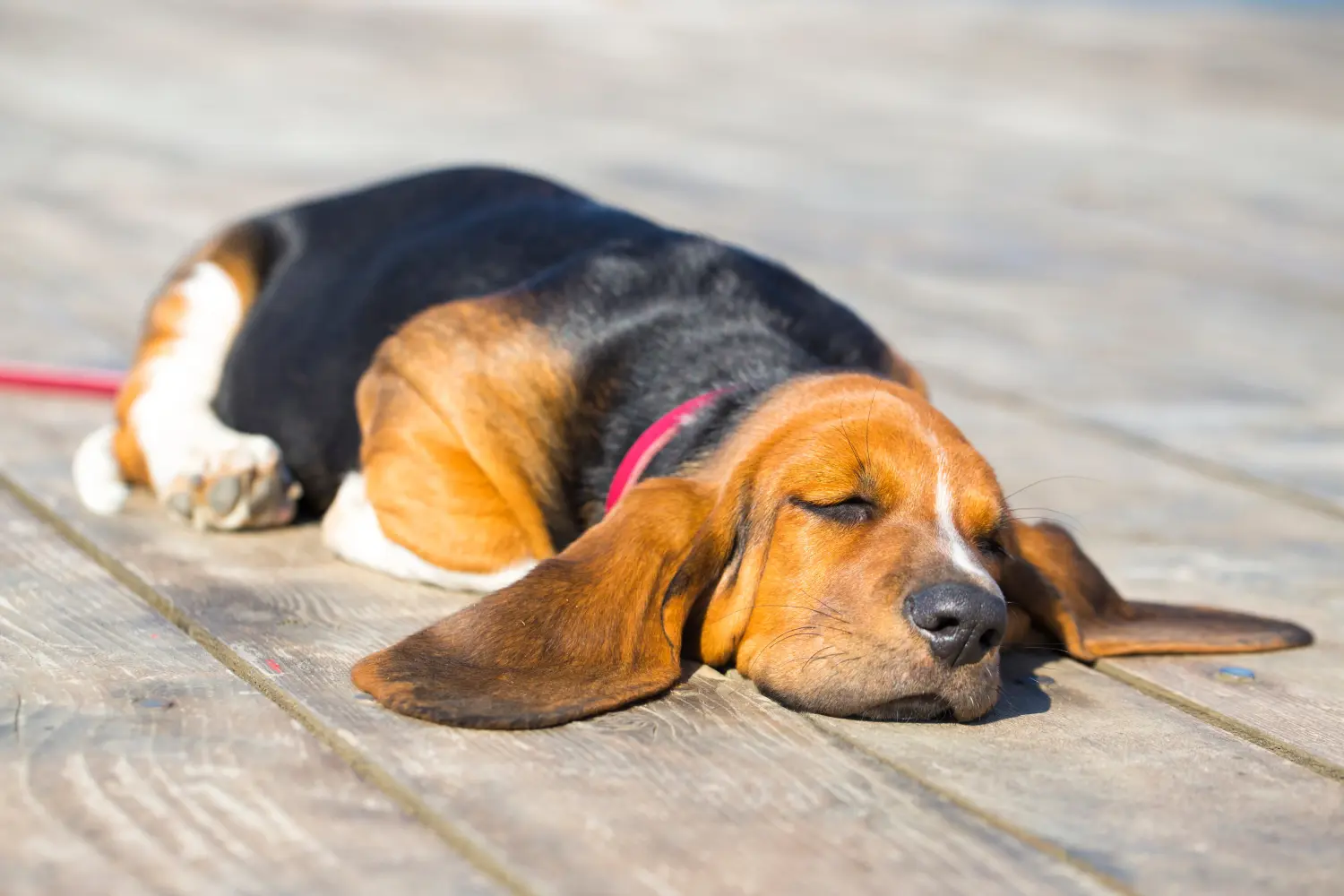 Buying a Basset Hound puppy means taking responsibility! Buy Basset Hound puppies.