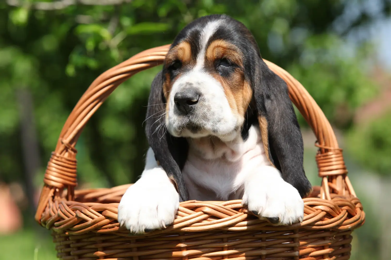 Buying a Basset Hound puppy means taking responsibility! Buy Basset Hound puppies.
