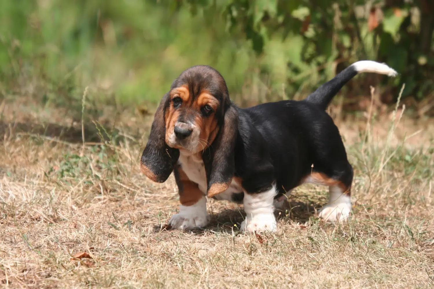 Buying a Basset Hound puppy means taking responsibility! Buy Basset Hound puppies.