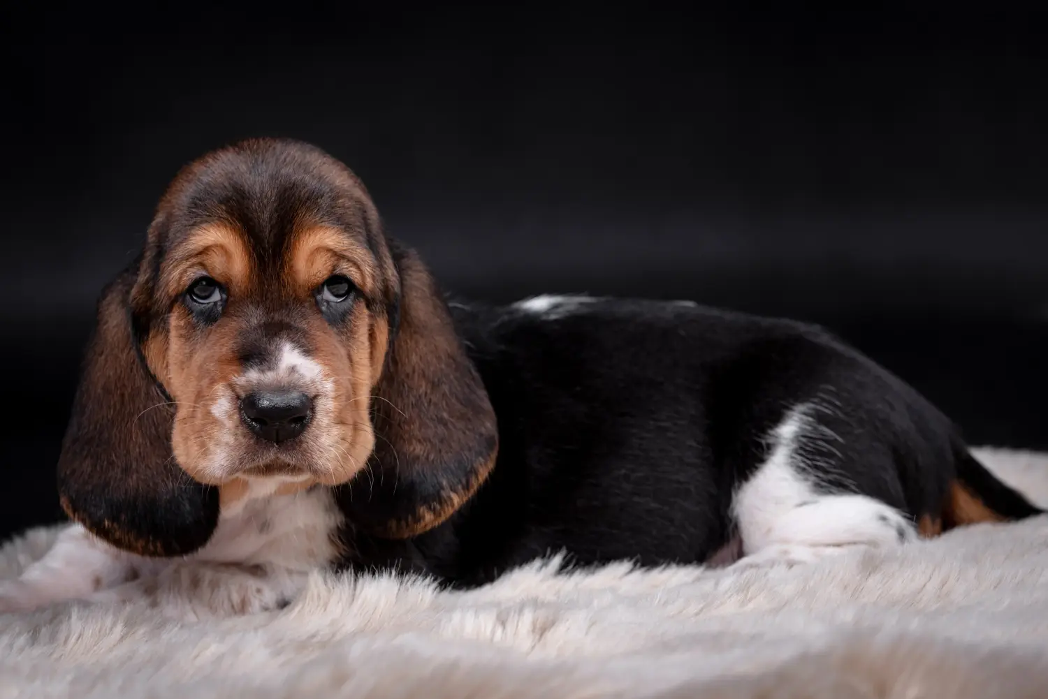 Buying a Basset Hound puppy means taking responsibility! Buy Basset Hound puppies.