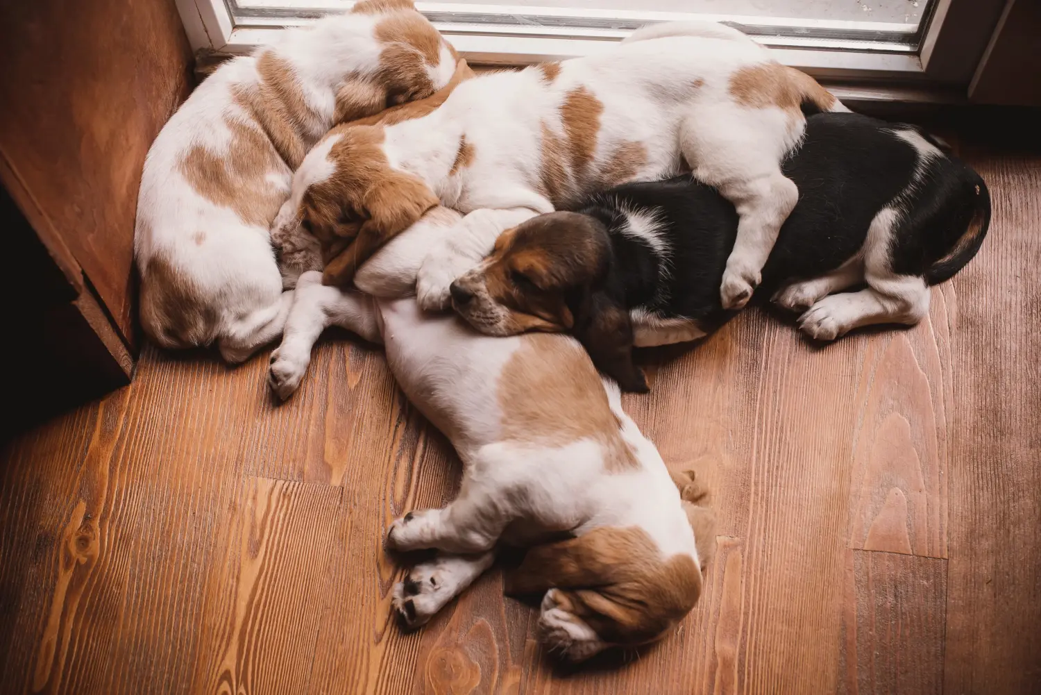 Buying a Basset Hound puppy means taking responsibility! Buy Basset Hound puppies.