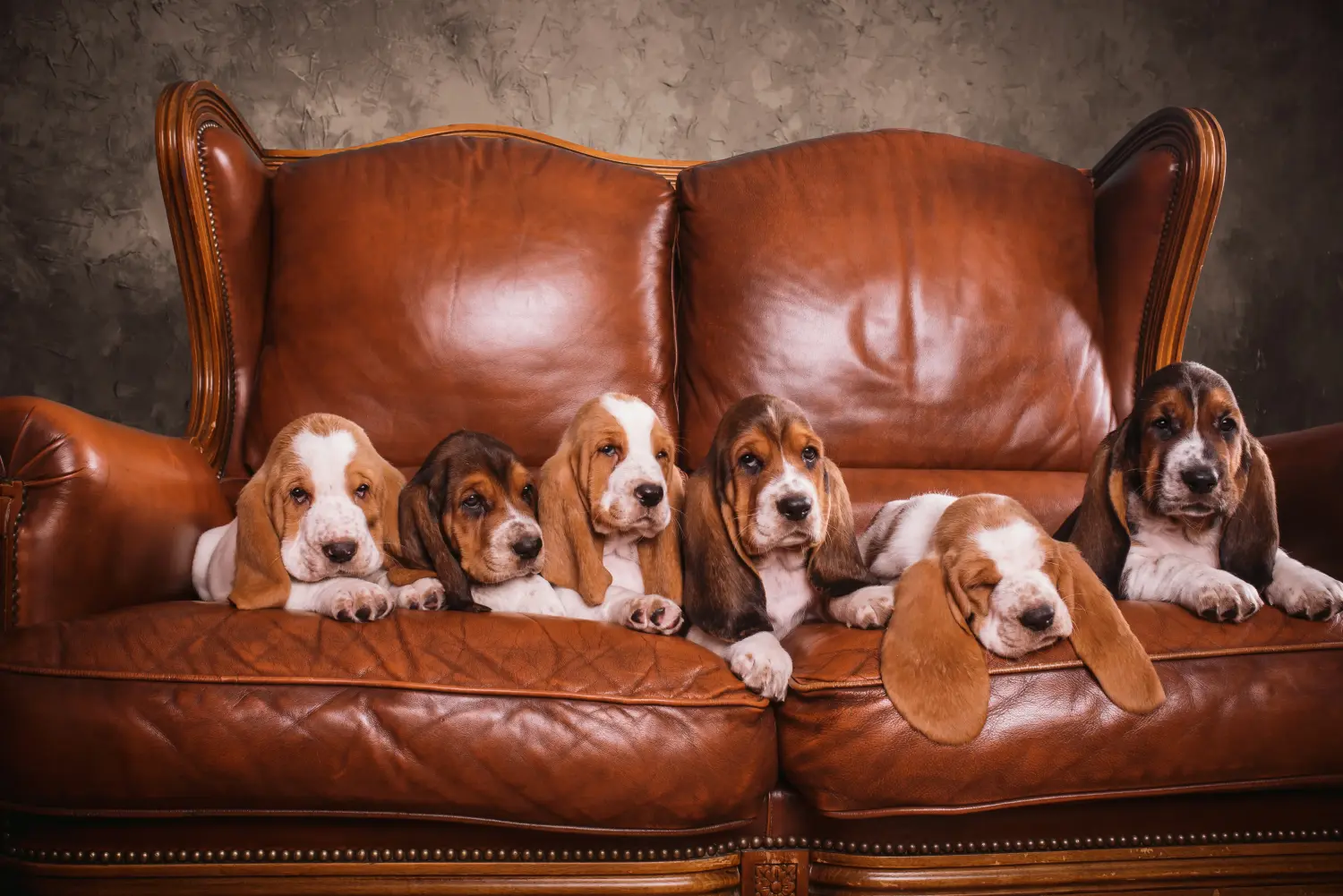 Buying a Basset Hound puppy means taking responsibility! Buy Basset Hound puppies.