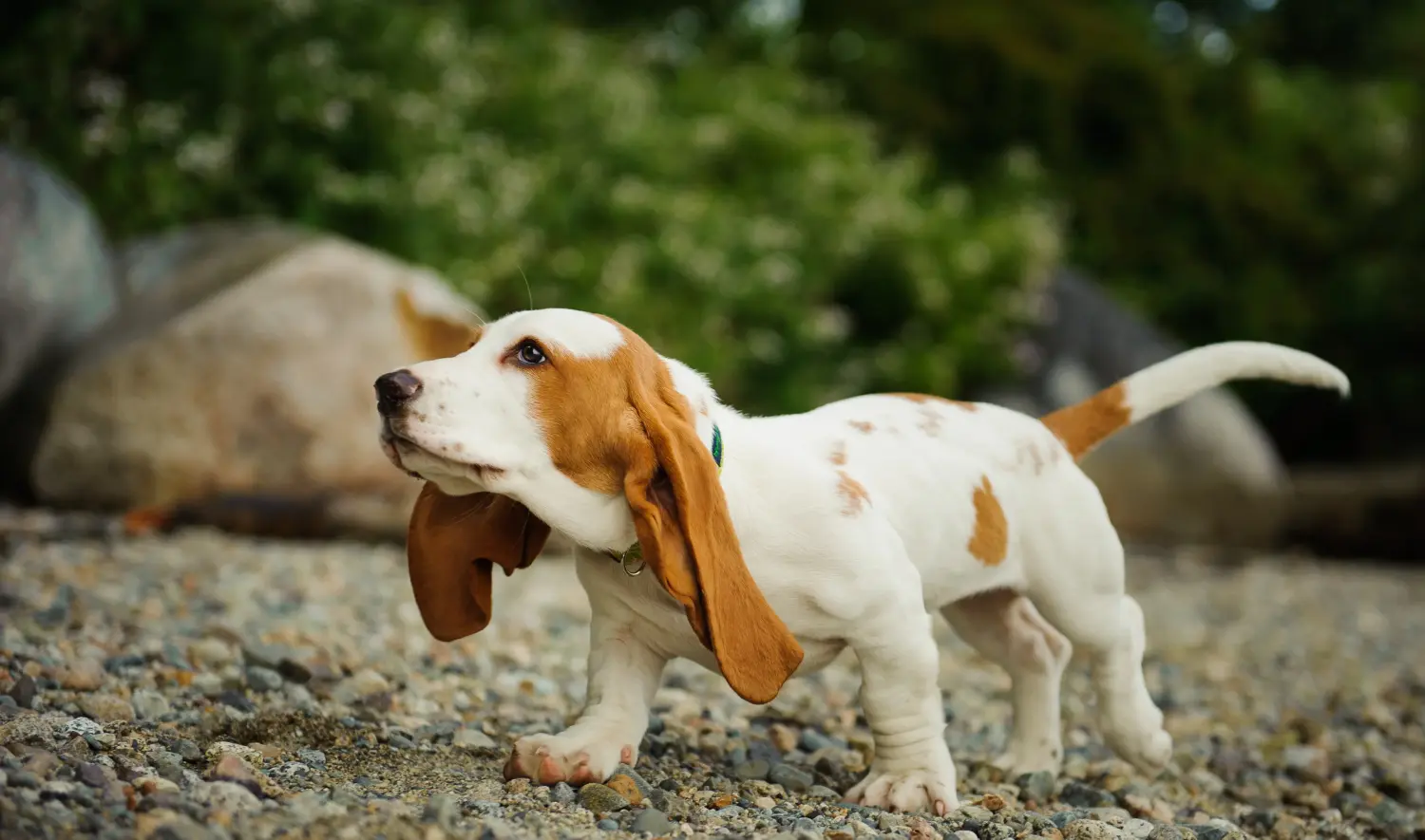 Buying a Basset Hound puppy means taking responsibility! Buy Basset Hound puppies.