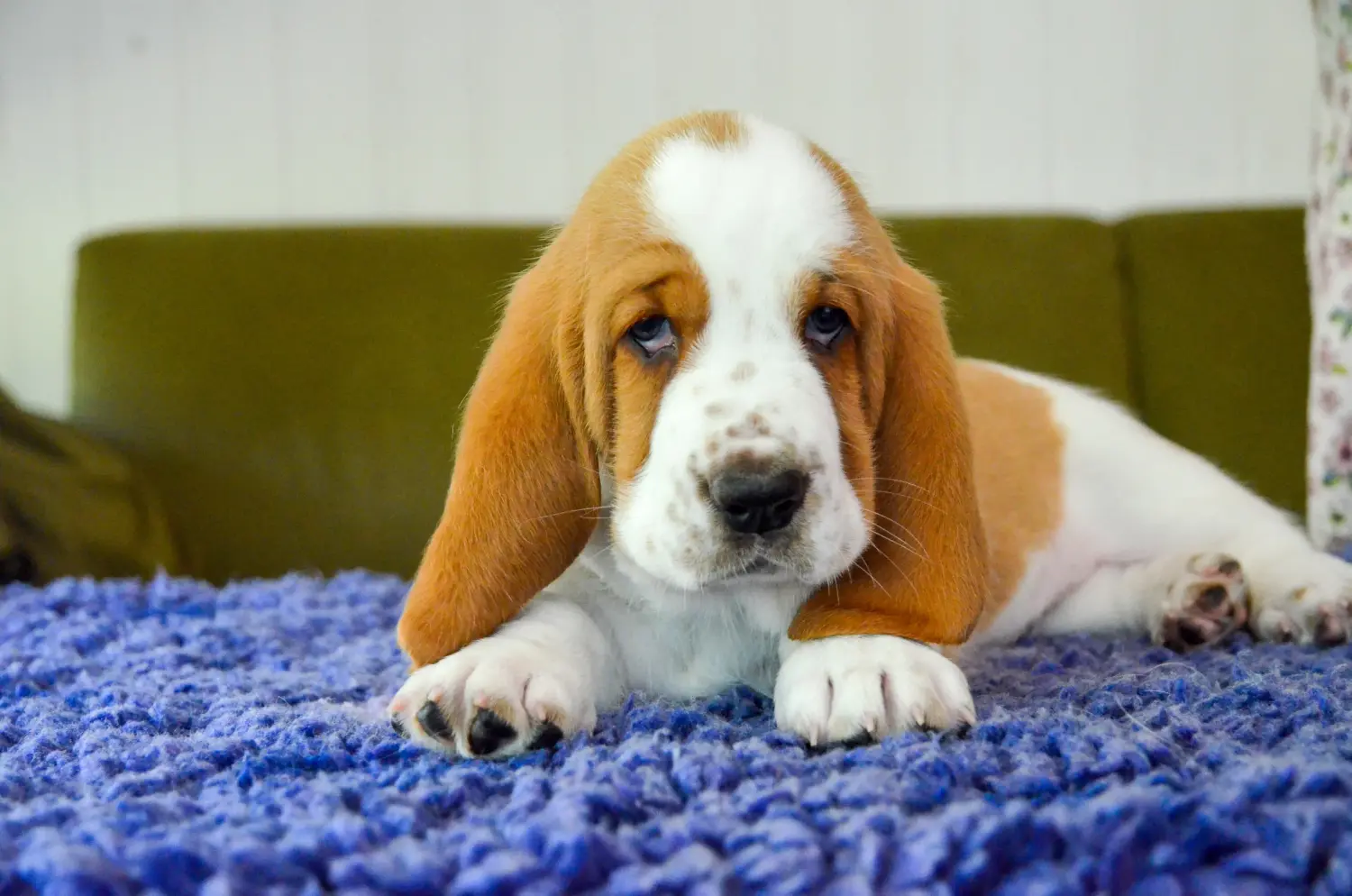 Buying a Basset Hound puppy means taking responsibility! Buy Basset Hound puppies.