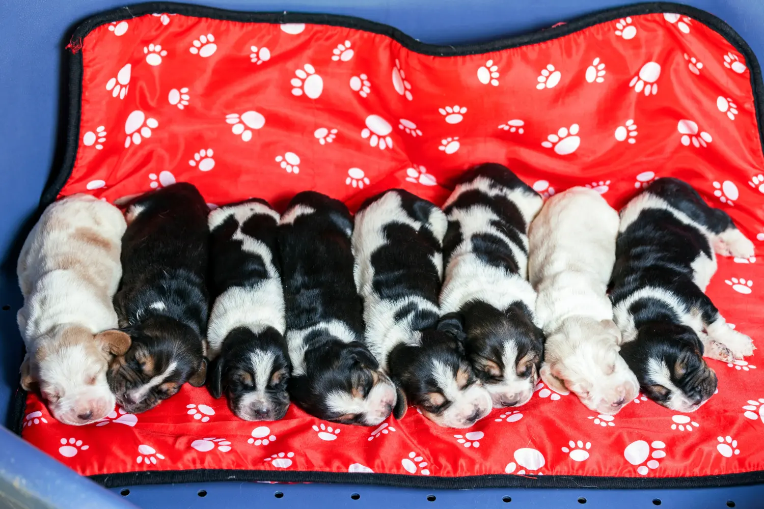 Buying a Basset Hound puppy means taking responsibility! Buy Basset Hound puppies.