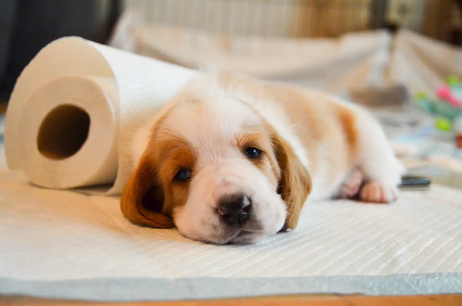 Buying a Basset Hound puppy means taking responsibility! Buy Basset Hound puppies.