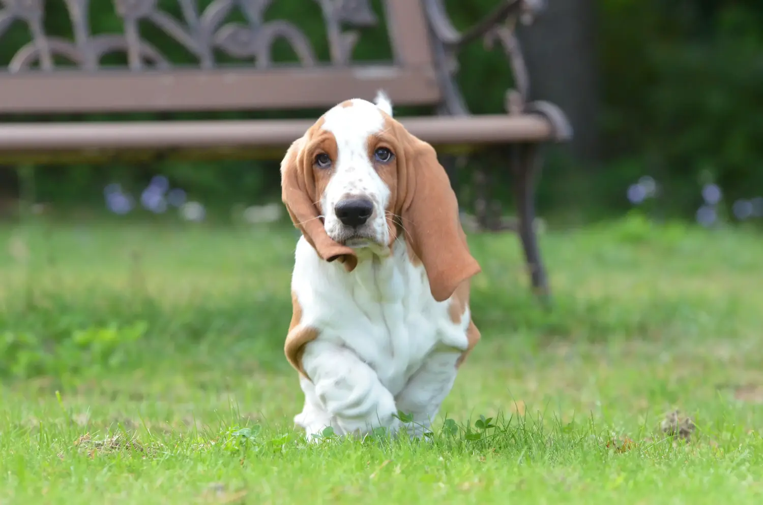 Buying a Basset Hound puppy means taking responsibility! Buy Basset Hound puppies.
