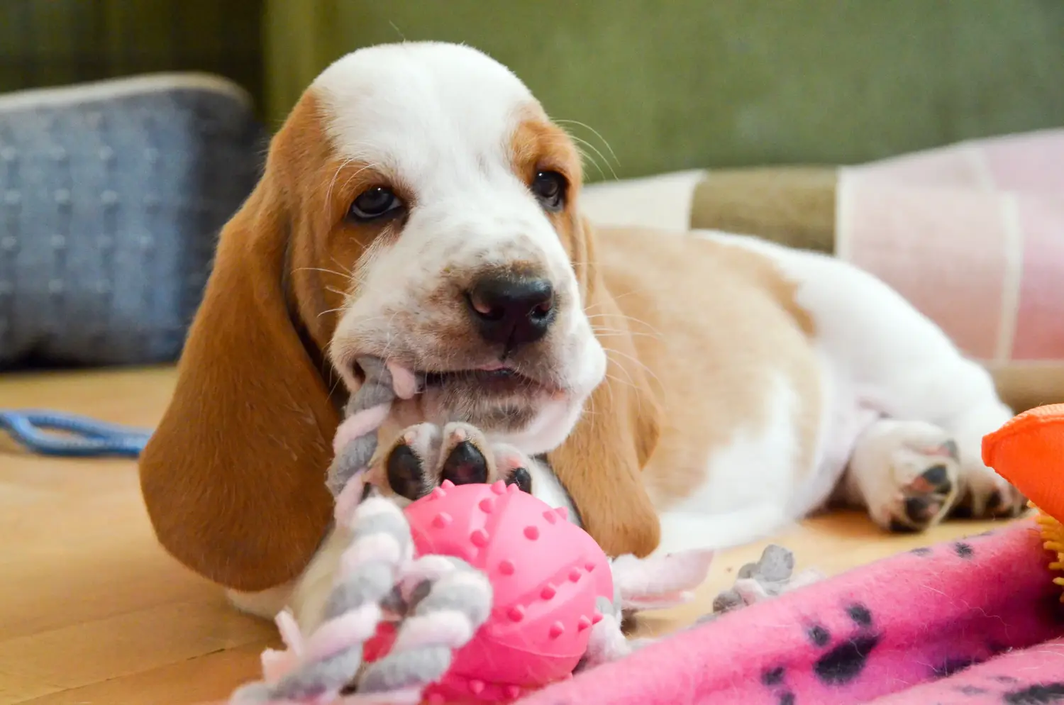 Buying a Basset Hound puppy means taking responsibility! Buy Basset Hound puppies.