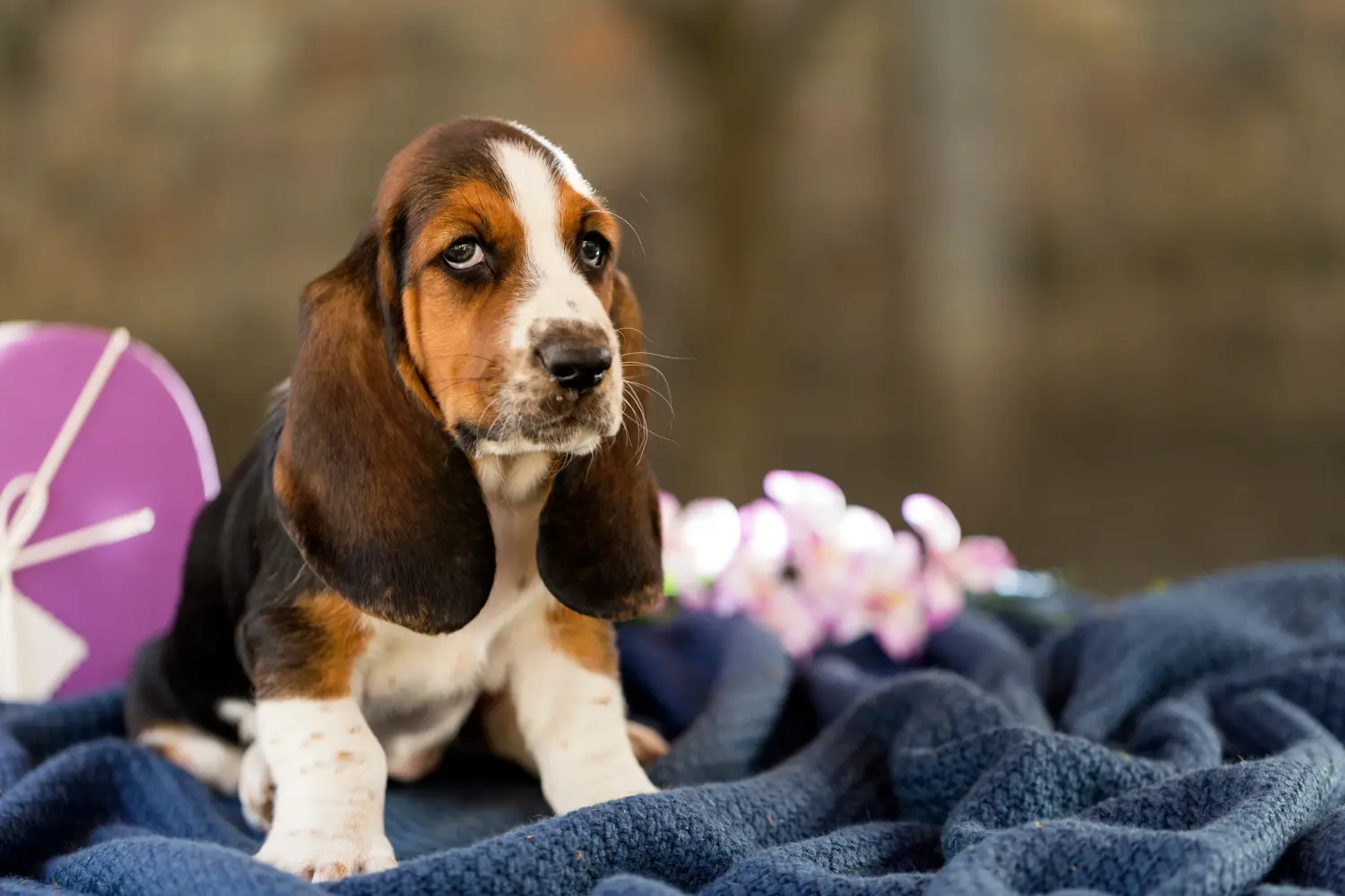 Buying a Basset Hound puppy means taking responsibility! Buy Basset Hound puppies.