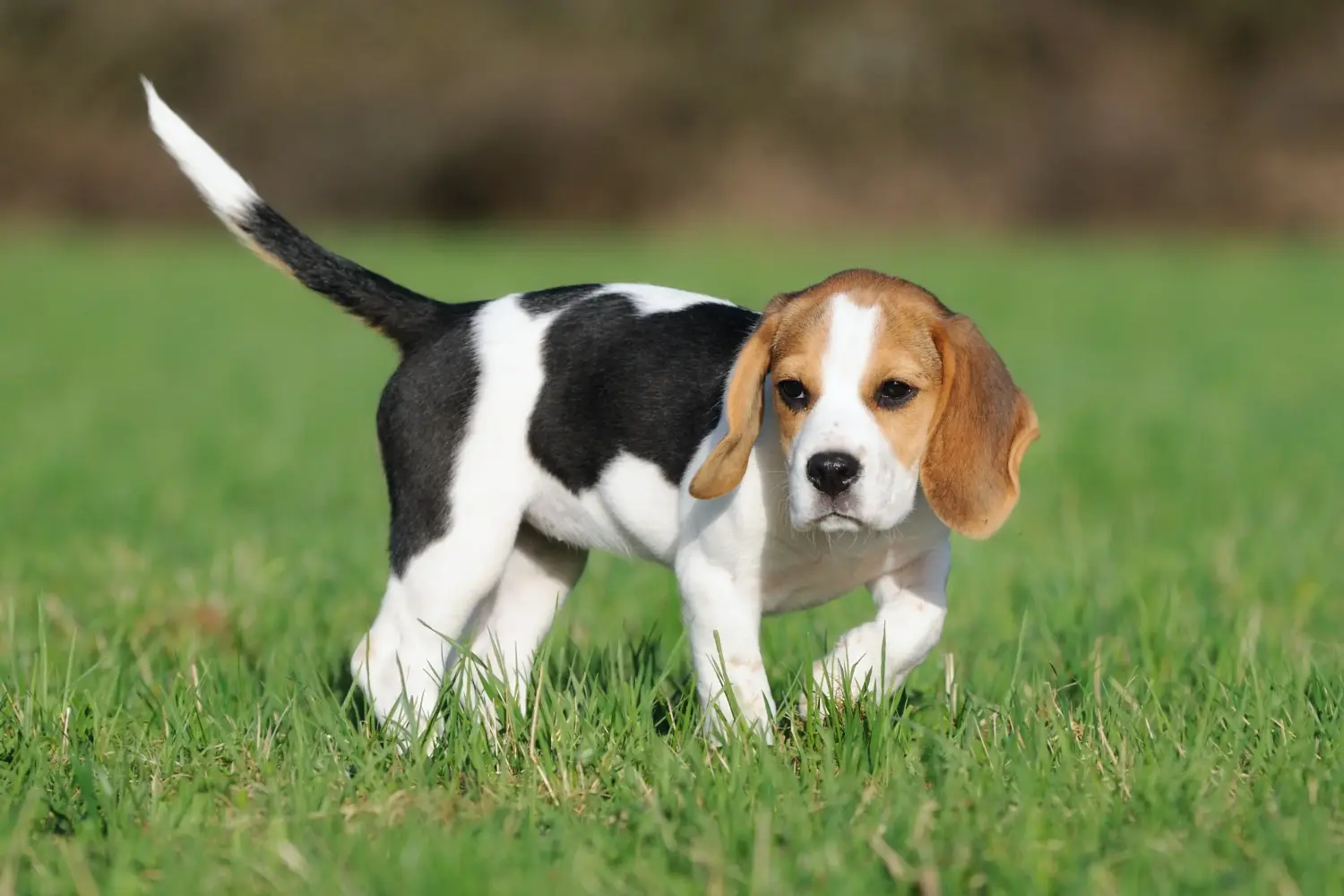 Buying a Beagle puppy means taking responsibility! Buy Beagle puppies.