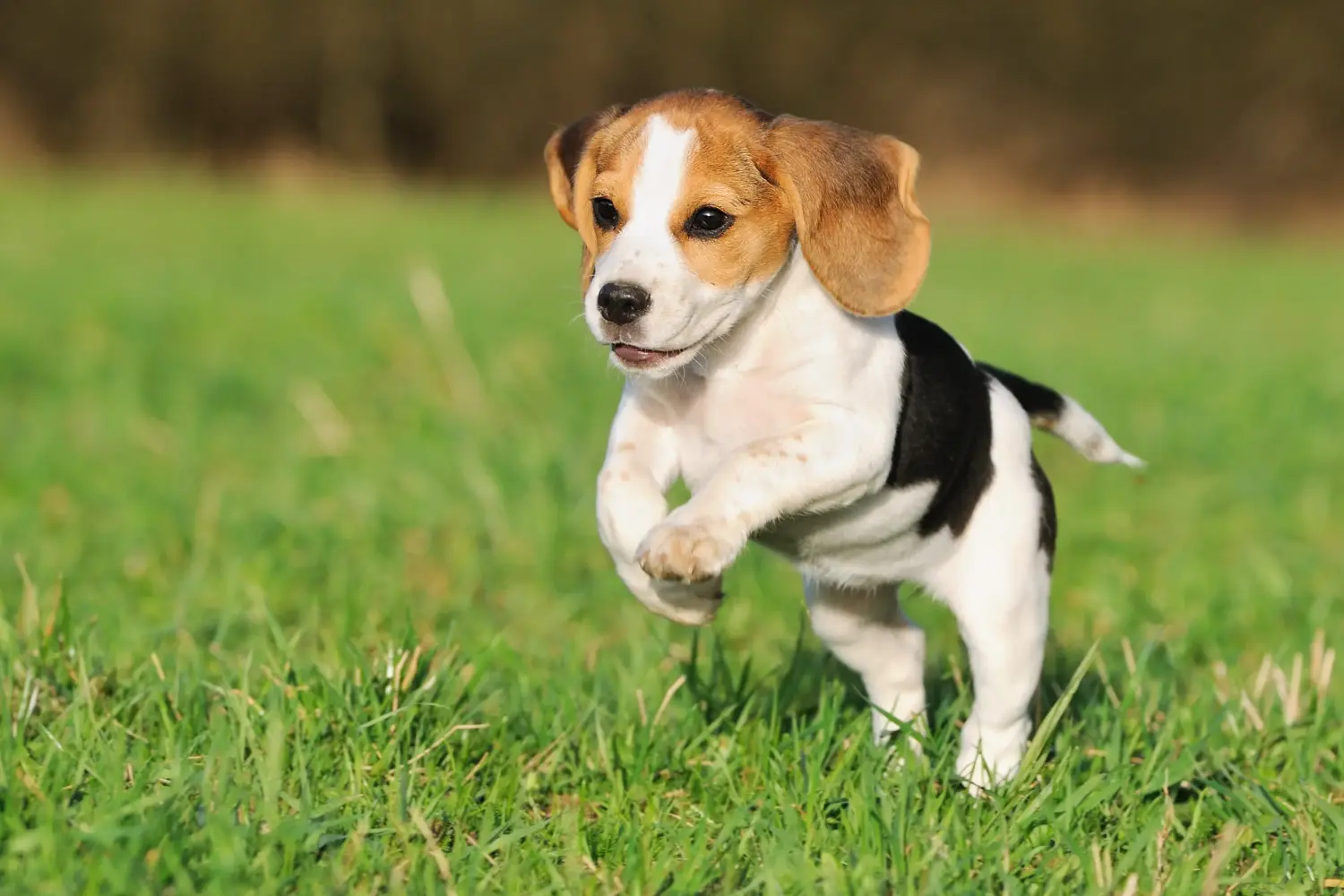 Buying a Beagle puppy means taking responsibility! Buy Beagle puppies.