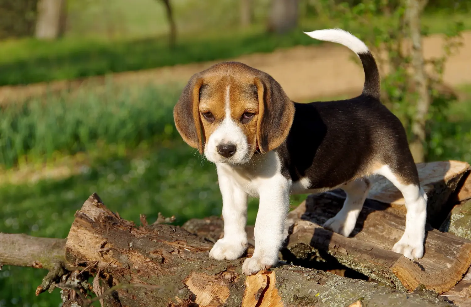 Buying a Beagle puppy means taking responsibility! Buy Beagle puppies.