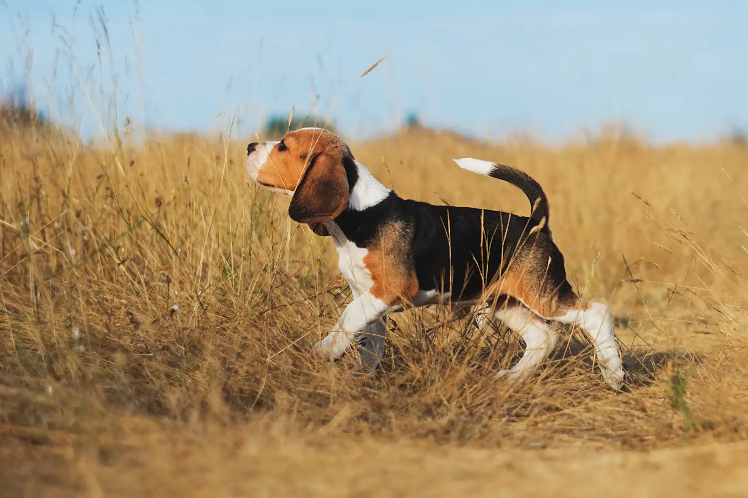 Buying a Beagle puppy means taking responsibility! Buy Beagle puppies.