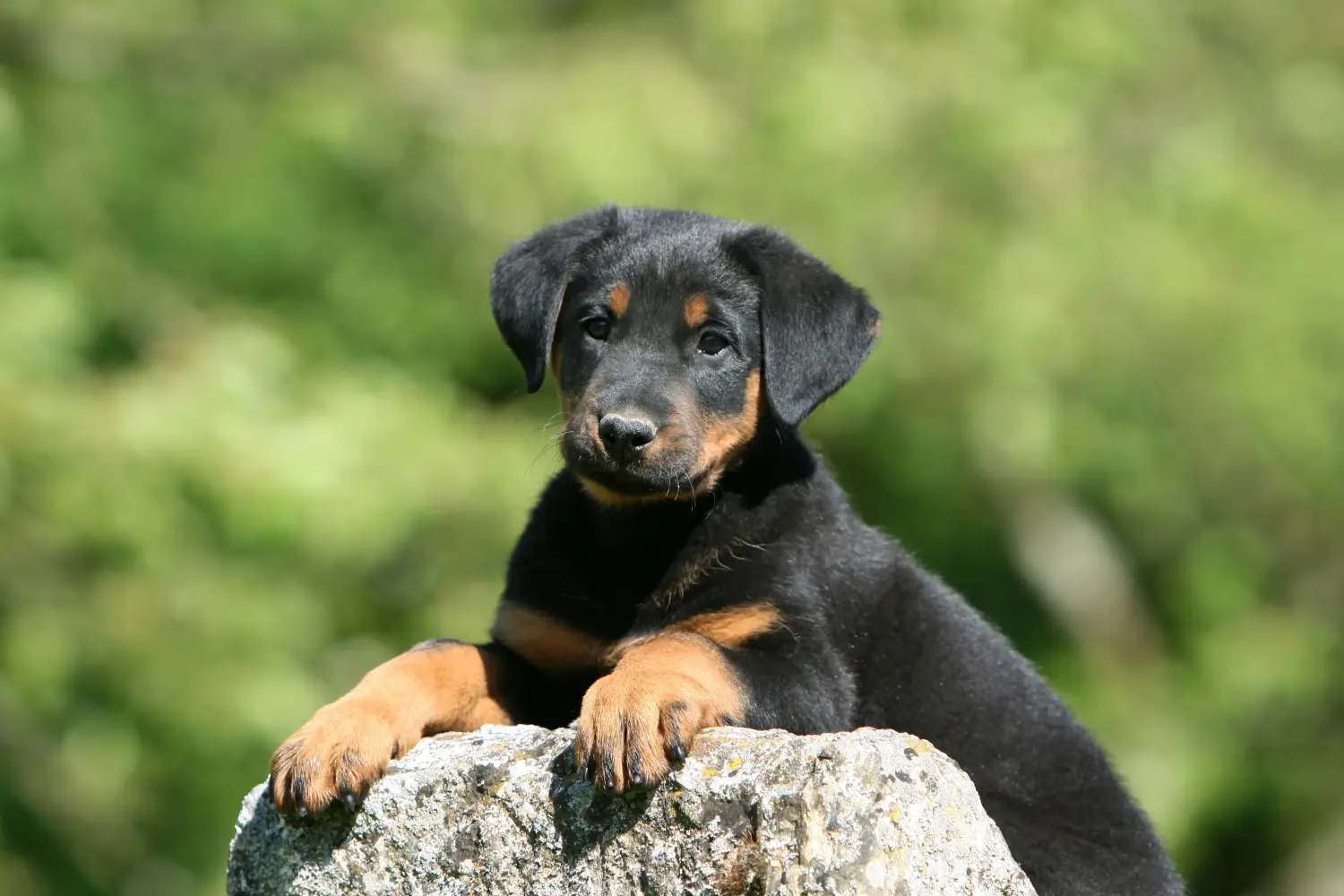 Buying a Beauceron puppy means taking responsibility! Buy Beauceron puppies.