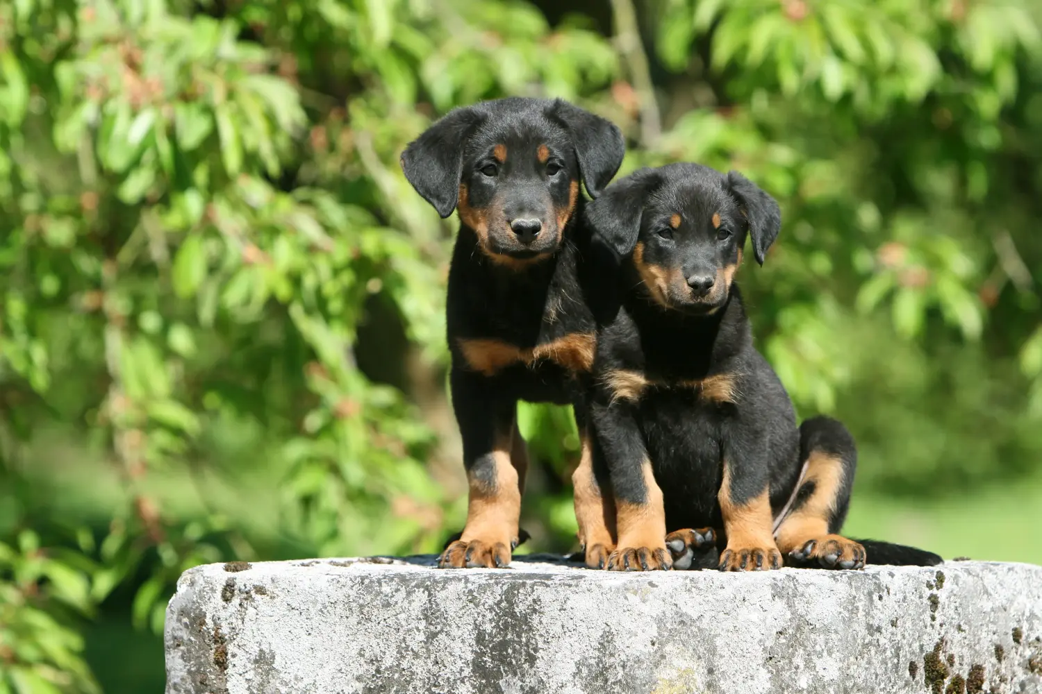 Buying a Beauceron puppy means taking responsibility! Buy Beauceron puppies.