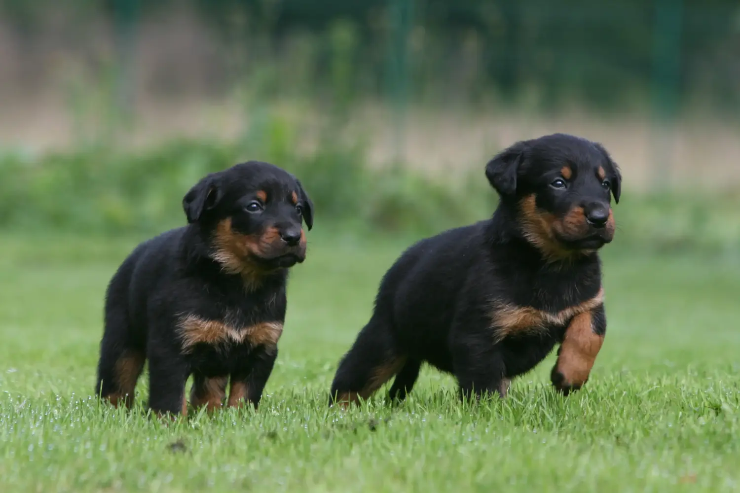 Buying a Beauceron puppy means taking responsibility! Buy Beauceron puppies.