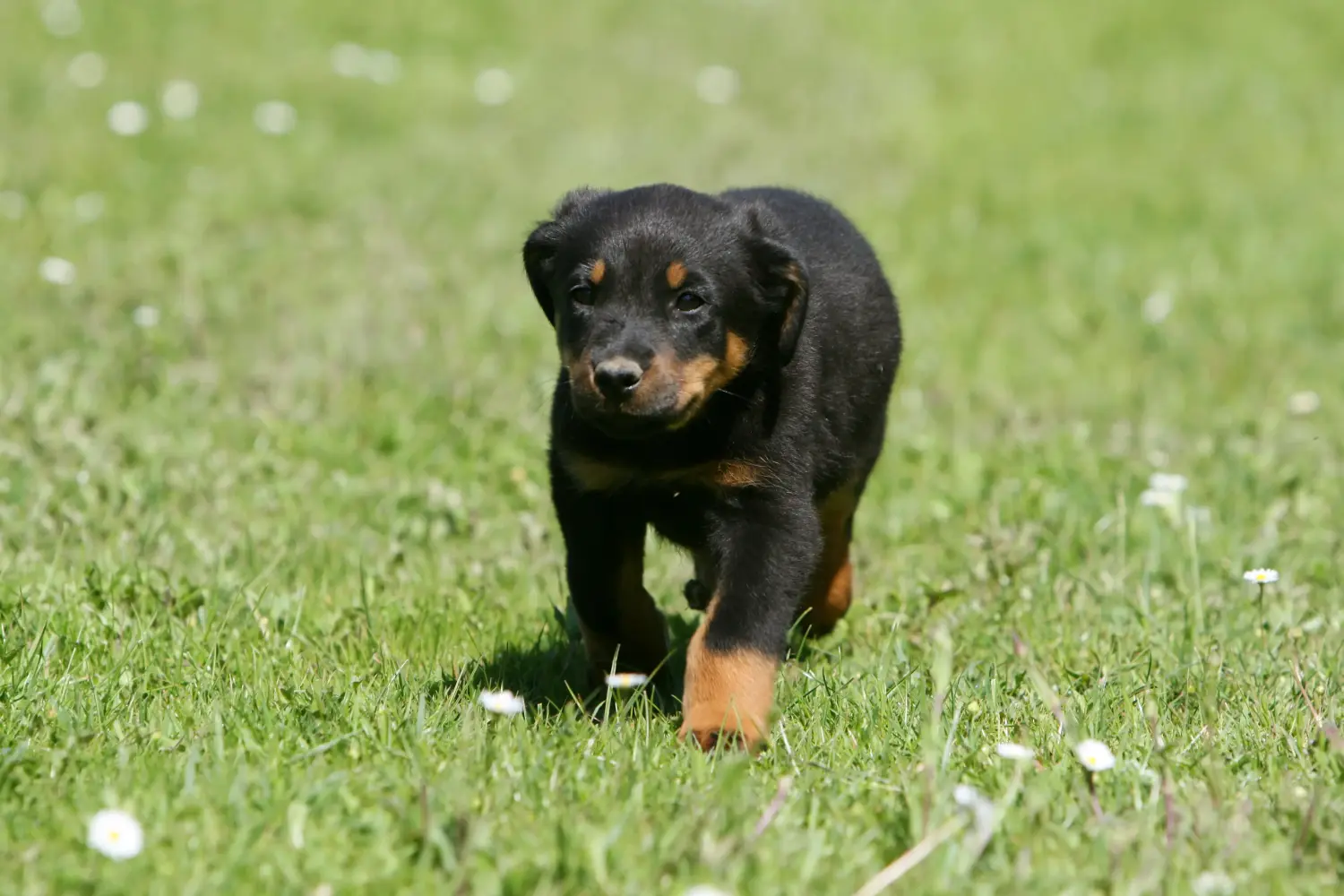 Buying a Beauceron puppy means taking responsibility! Buy Beauceron puppies.