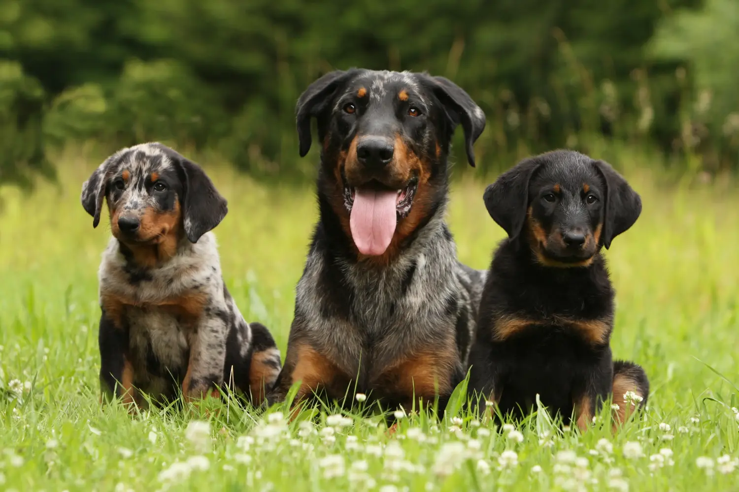 Buying a Beauceron puppy means taking responsibility! Buy Beauceron puppies.
