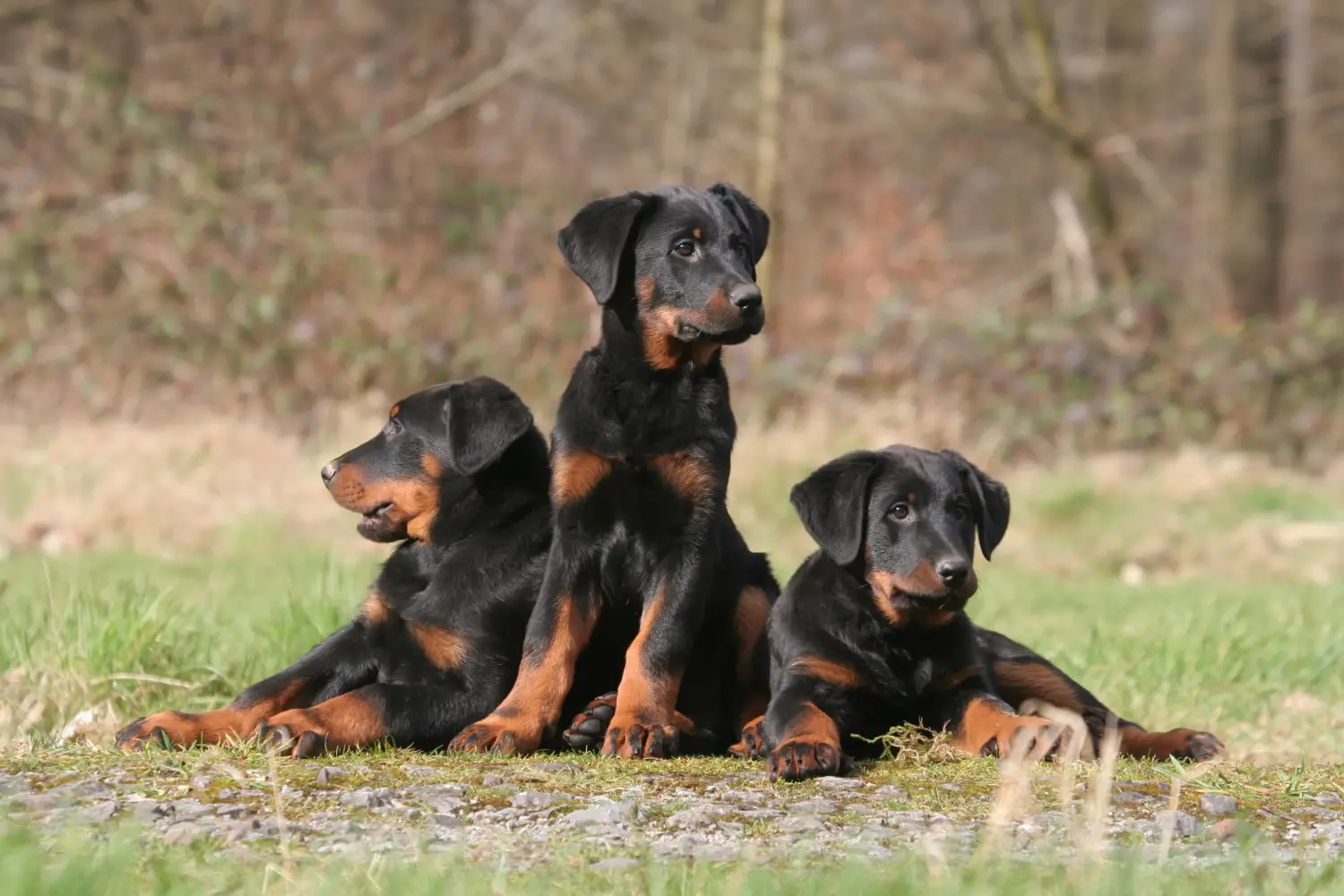 Buying a Beauceron puppy means taking responsibility! Buy Beauceron puppies.