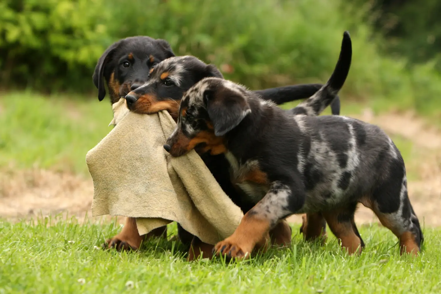 Buying a Beauceron puppy means taking responsibility! Buy Beauceron puppies.