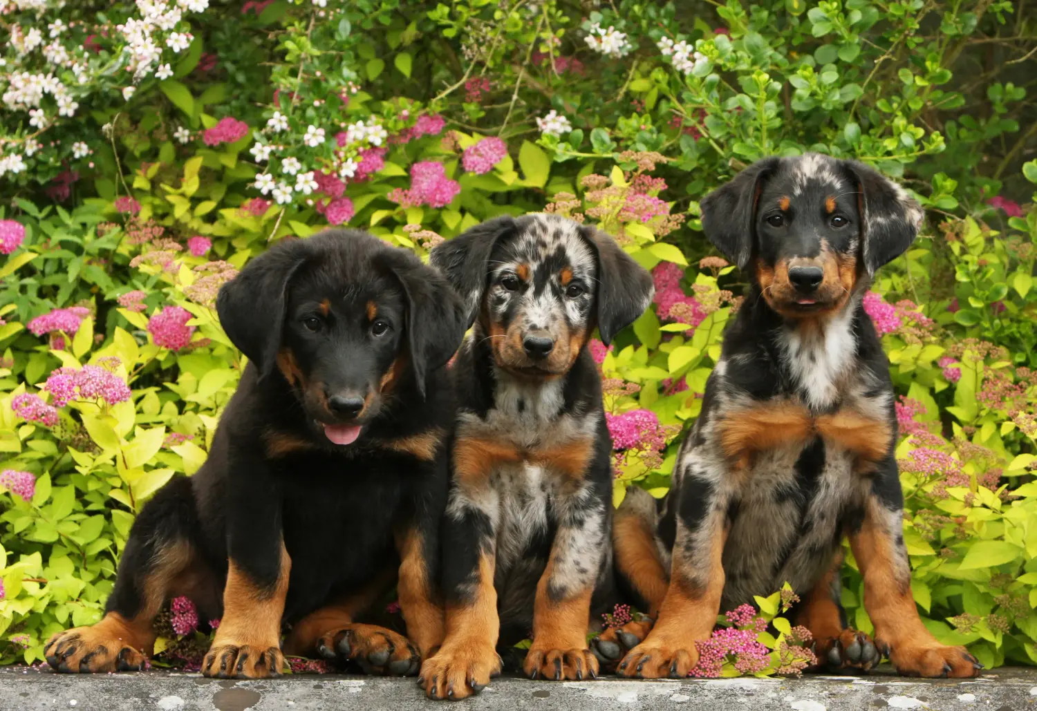 Buying a Beauceron puppy means taking responsibility! Buy Beauceron puppies.