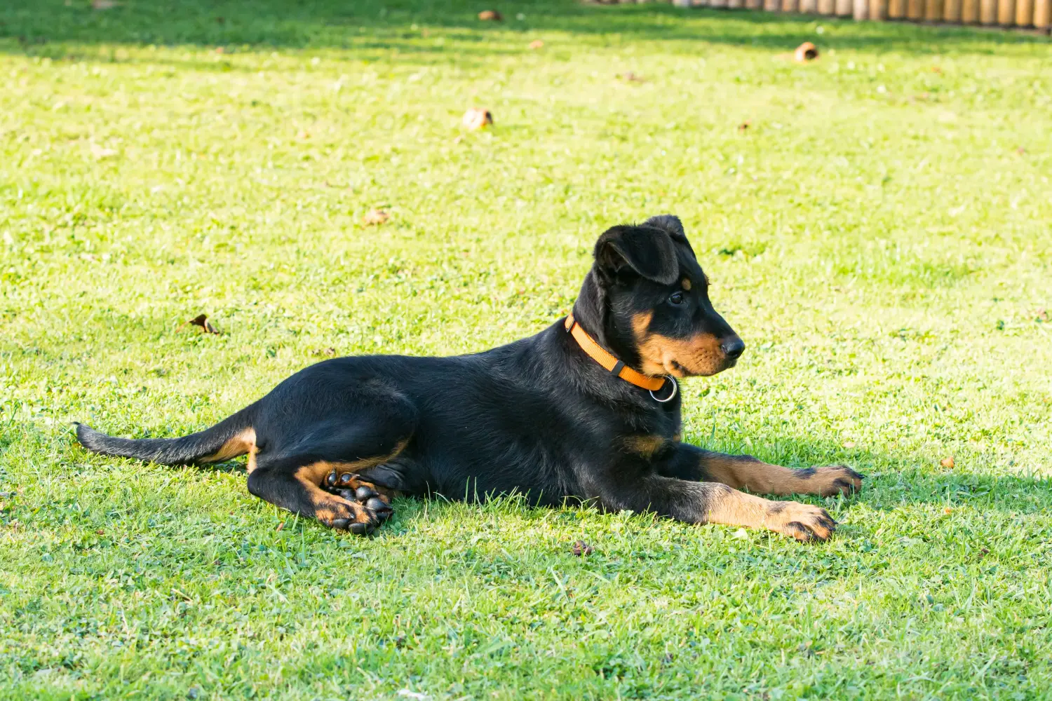 Buying a Beauceron puppy means taking responsibility! Buy Beauceron puppies.