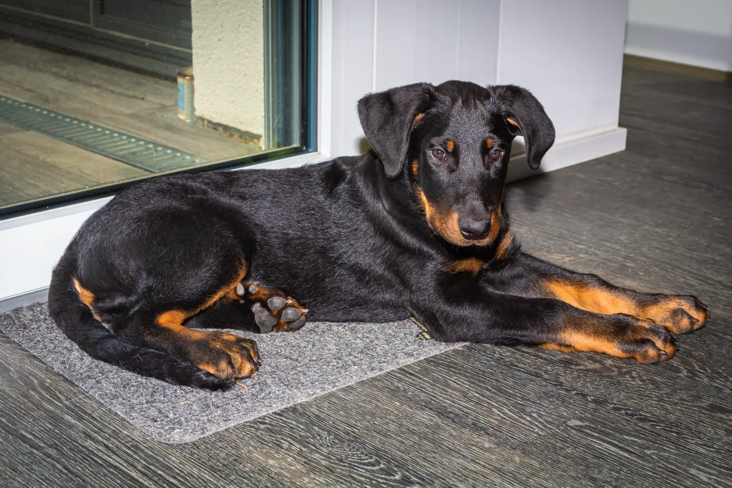 Buying a Beauceron puppy means taking responsibility! Buy Beauceron puppies.