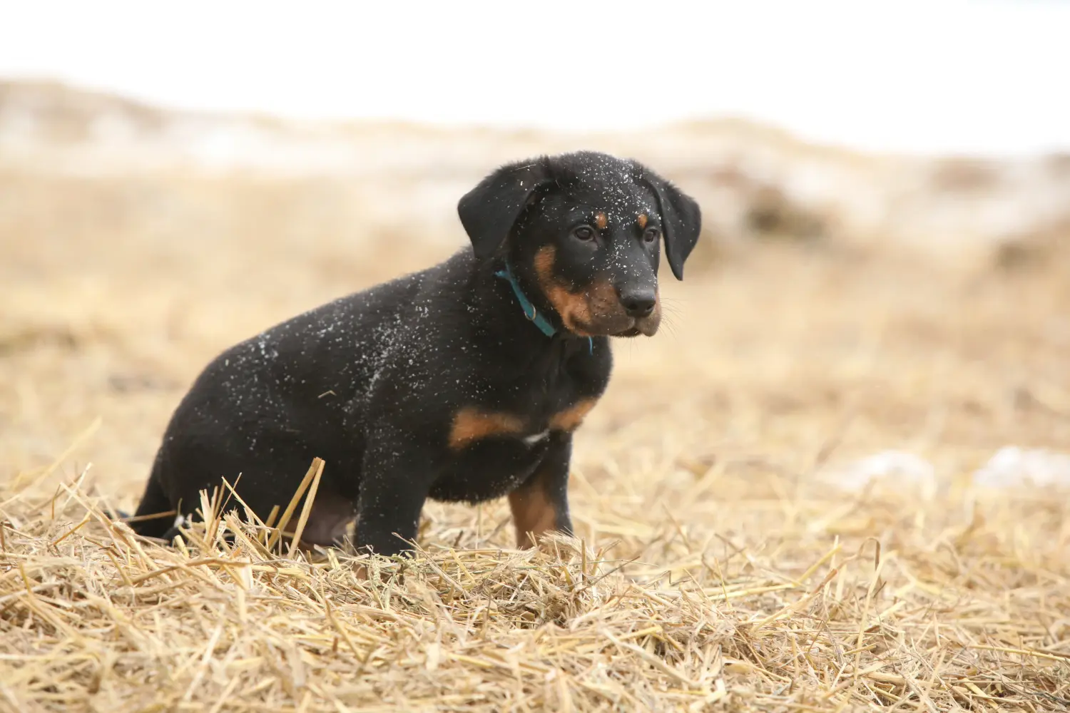 Buying a Beauceron puppy means taking responsibility! Buy Beauceron puppies.