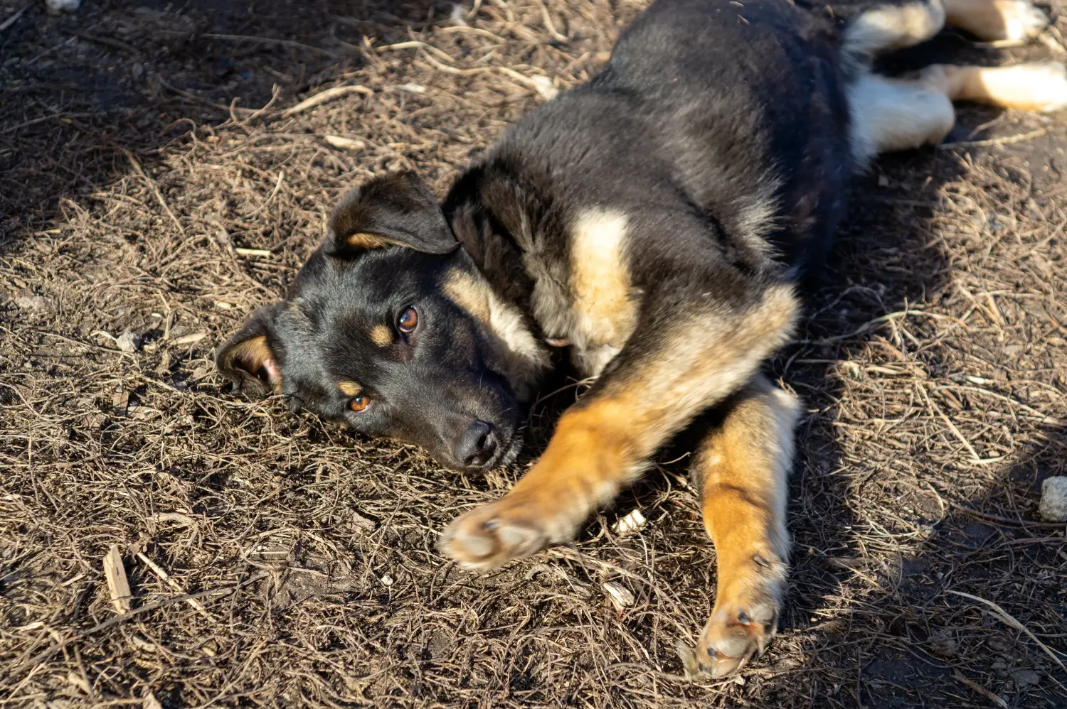 Buying a Beauceron puppy means taking responsibility! Buy Beauceron puppies.