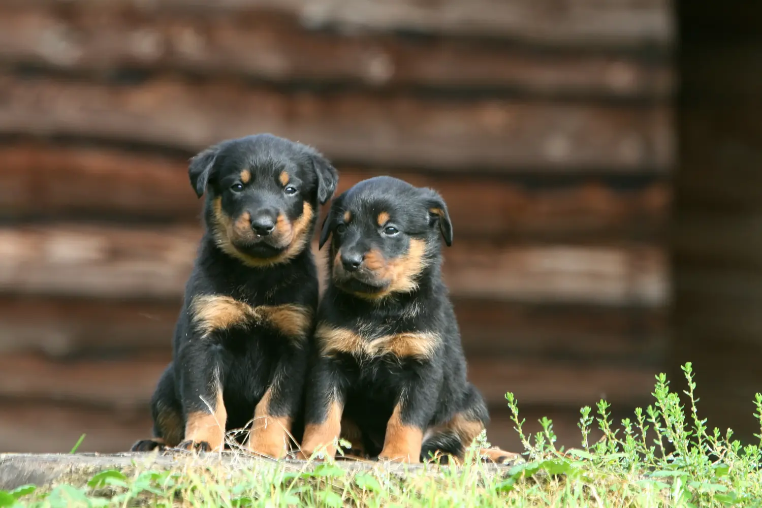 Buying a Beauceron puppy means taking responsibility! Buy Beauceron puppies.