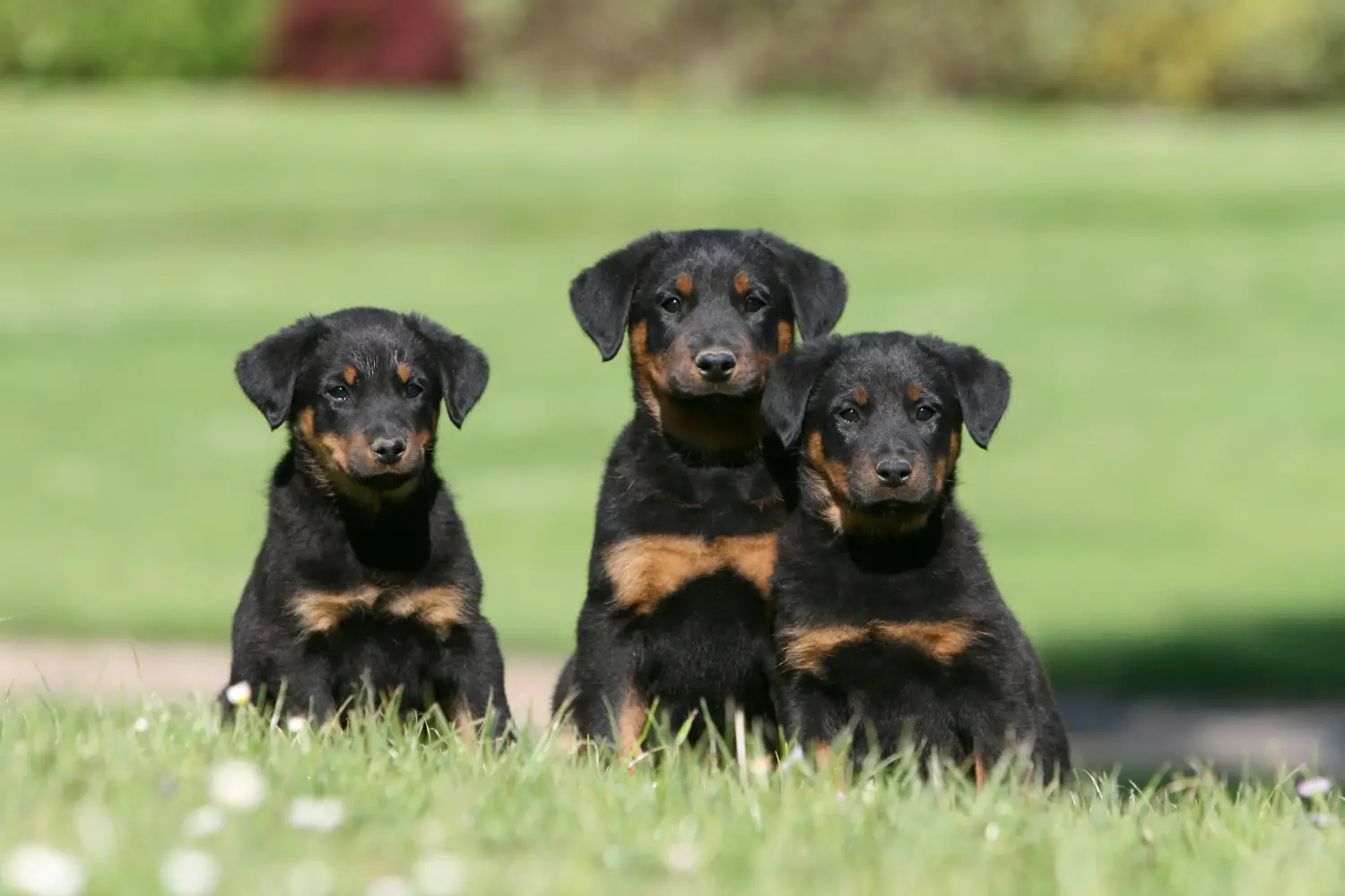 Buying a Beauceron puppy means taking responsibility! Buy Beauceron puppies.