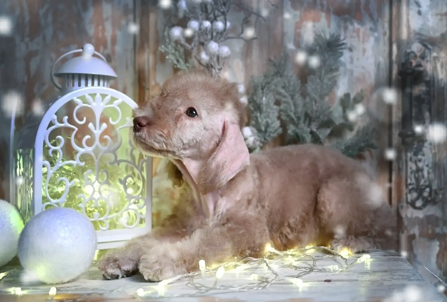 Buying a Bedlington Terrier puppy means taking responsibility! Buy Bedlington Terrier puppies.