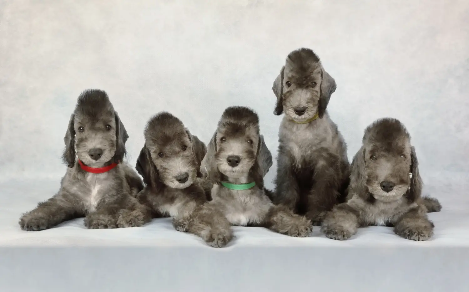 Buying a Bedlington Terrier puppy means taking responsibility! Buy Bedlington Terrier puppies.