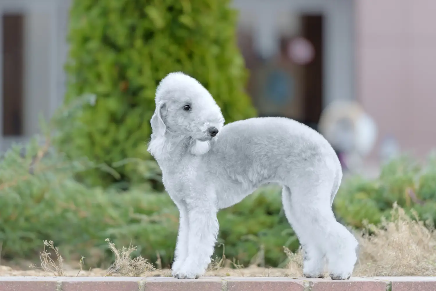Buying a Bedlington Terrier puppy means taking responsibility! Buy Bedlington Terrier puppies.