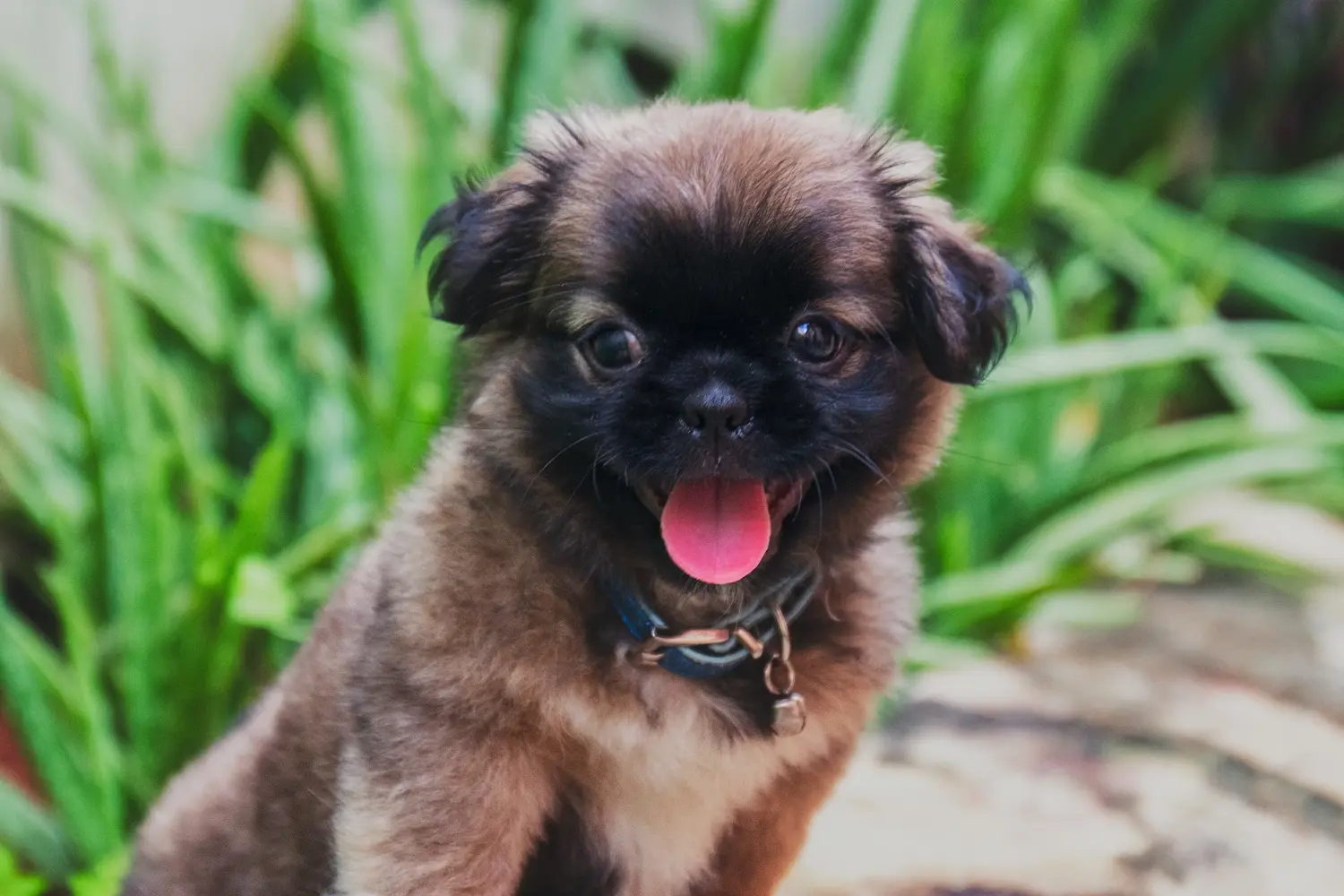 Buying a Belgian Dwarf Griffon puppy means taking responsibility! Buy Belgian Dwarf Griffon puppies.