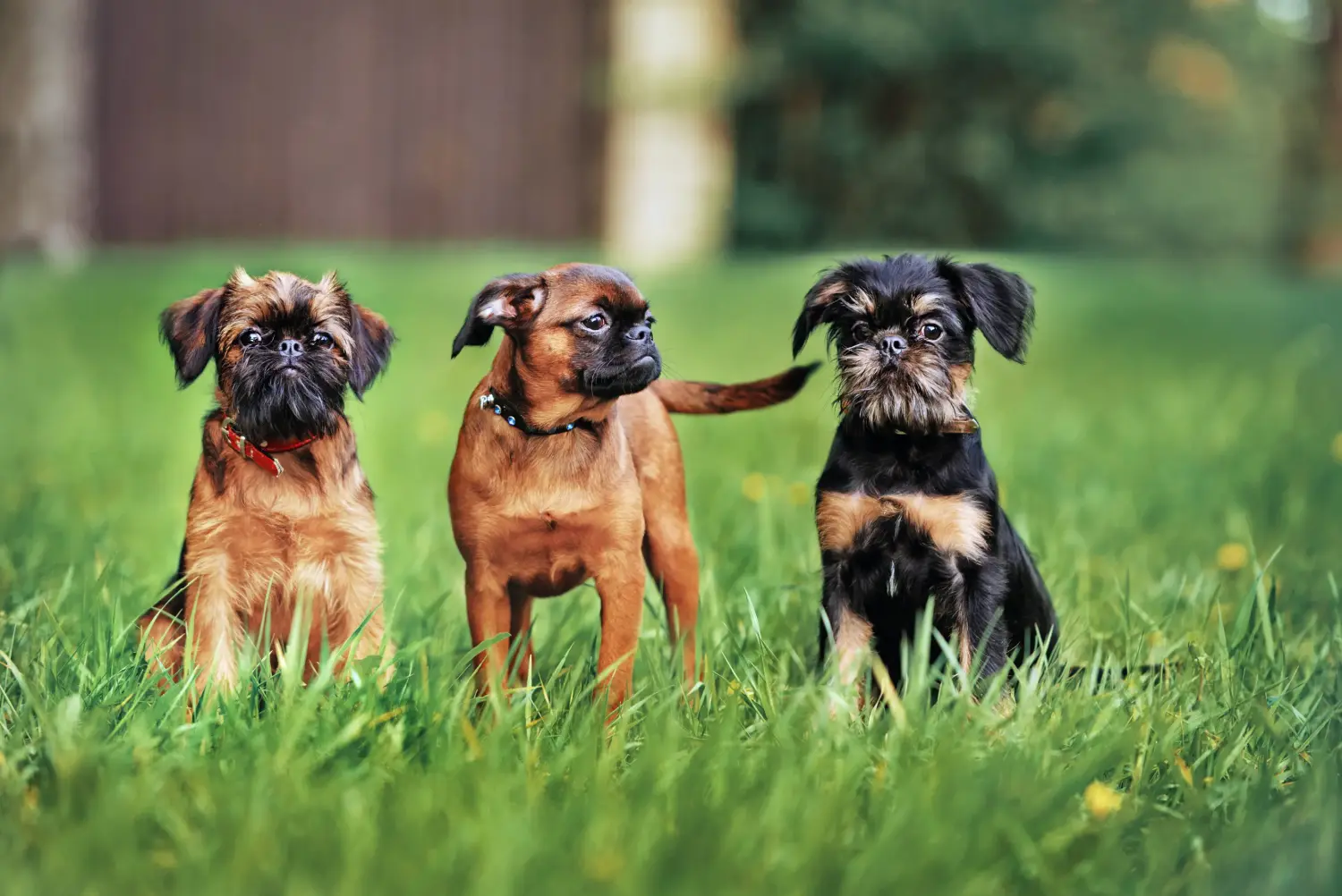 Buying a Belgian Dwarf Griffon puppy means taking responsibility! Buy Belgian Dwarf Griffon puppies.