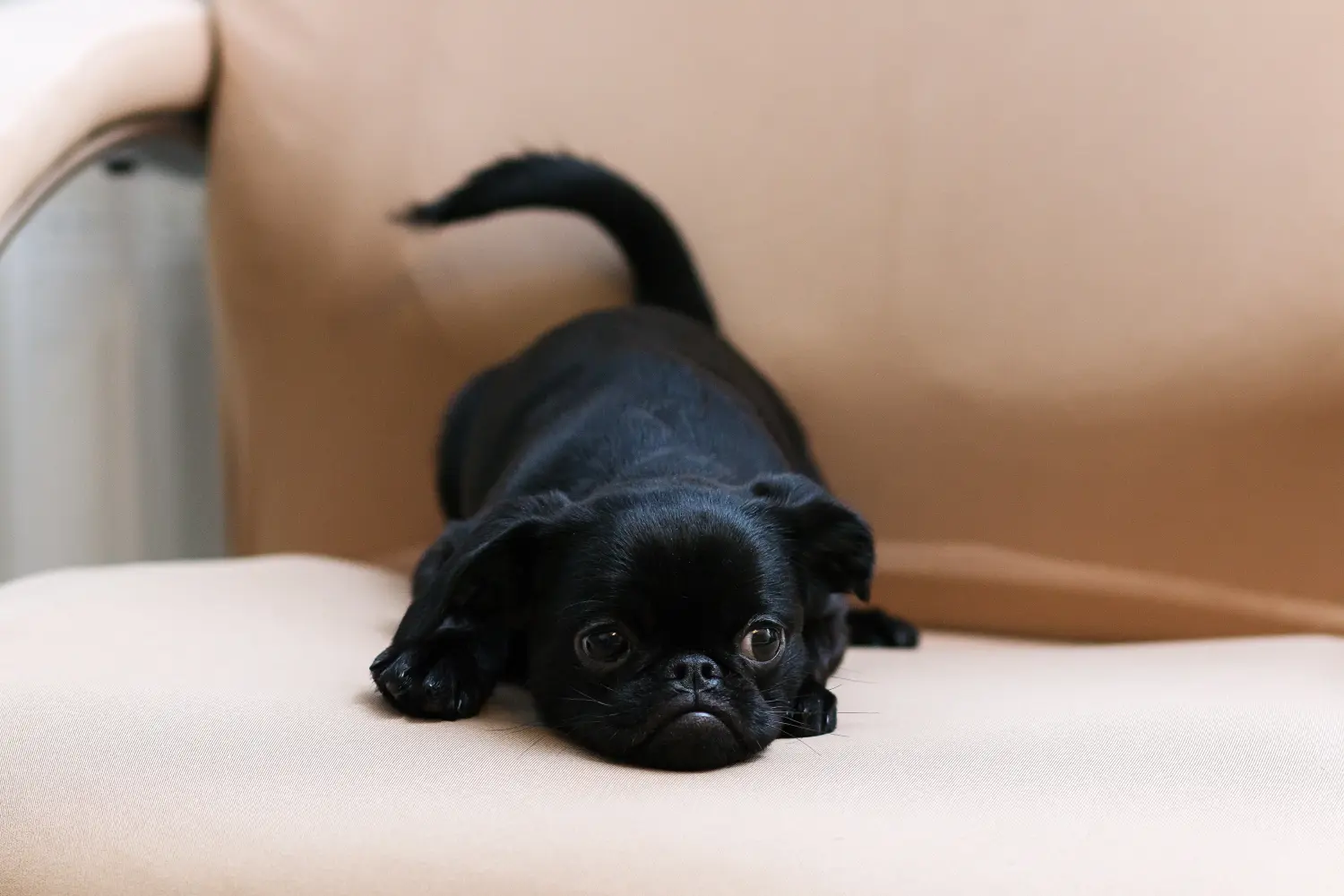 Buying a Belgian Dwarf Griffon puppy means taking responsibility! Buy Belgian Dwarf Griffon puppies.